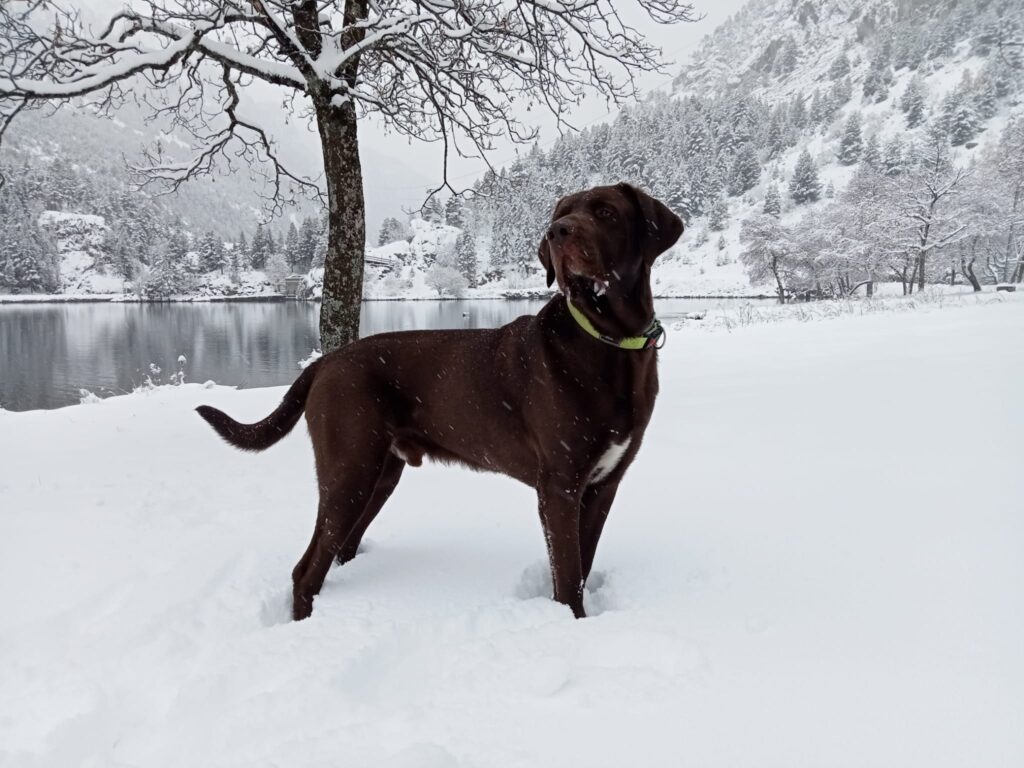 A Choco le encanta hacer monte con sus dueños, pero hace unas semanas mientras hacía lo que más le gusta sufrió un síncope ( pérdida de repentina de conciencia).