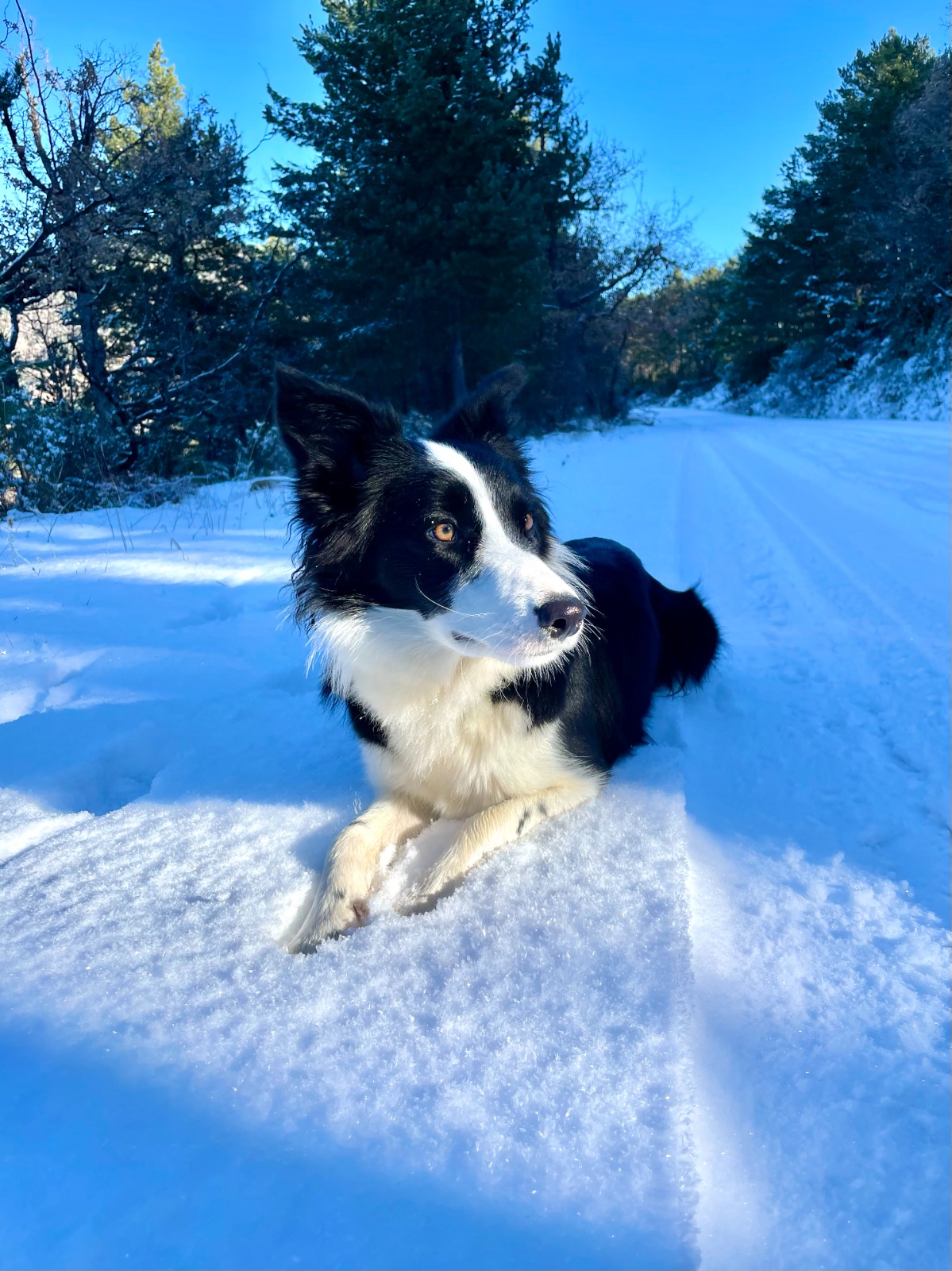 Manila es una preciosa border collie de 1 año que acudió a consulta por historial de diarreas crónicas que no respondían al tratamiento médico.